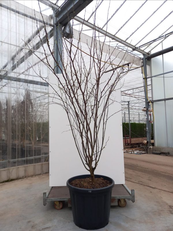Cercis can. Royal White C110 – Image 3