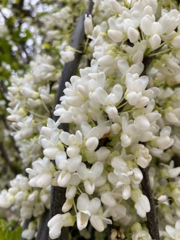 Cercis can. Royal White C110