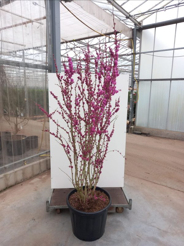 Cercis chinensis Avondale C110 – Image 3