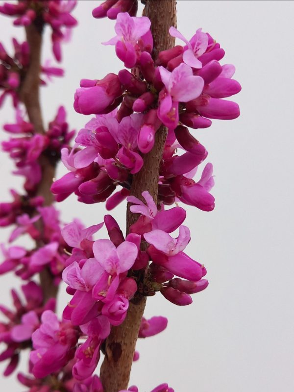 Cercis chinensis Avondale C110