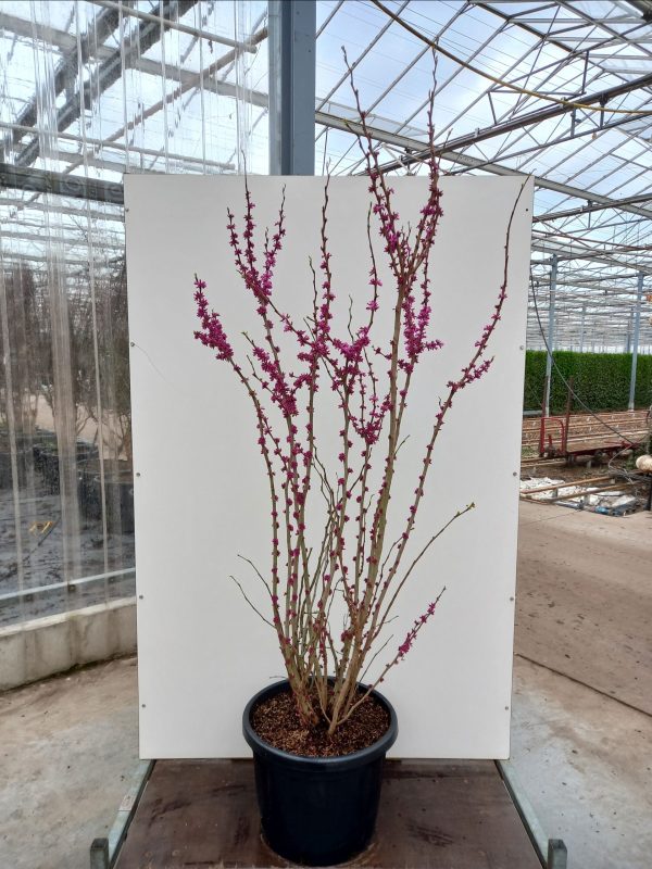 Cercis chinensis Avondale C50 – Image 3