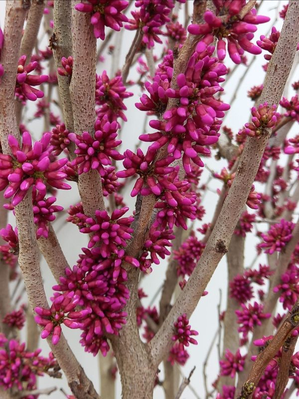 Cercis chinensis Avondale C50