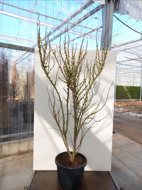 Cercis chinensis Shirobana C50 – Image 3