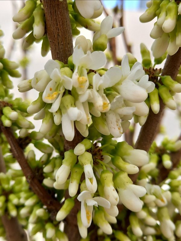 Cercis chinensis Shirobana C50