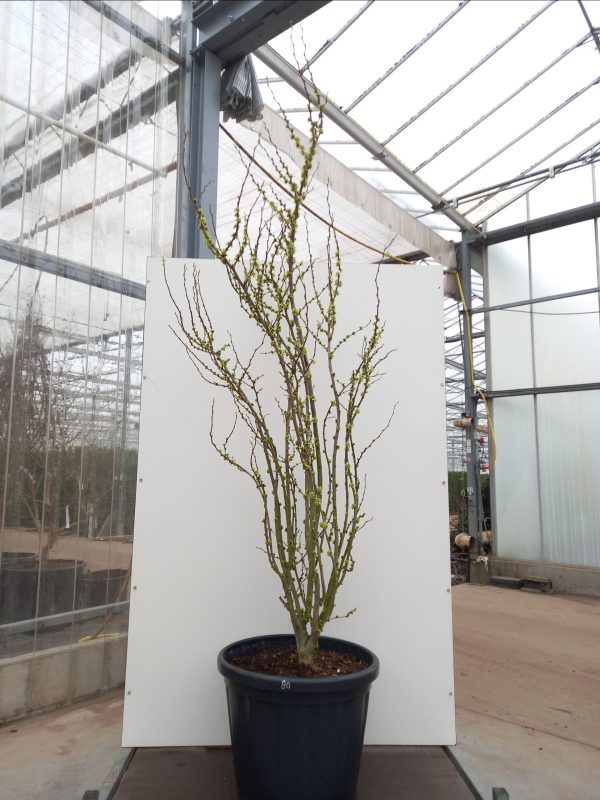 Cercis chinensis Shirobana C80 – Image 3