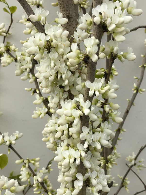 Cercis chinensis Shirobana C80