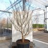 Lagerstroemia ind. Rose Indien C130 – Image 3