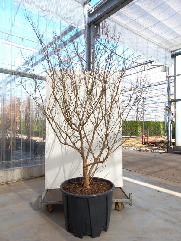 Lagerstroemia ind. Rose Indien C130 – Image 3