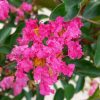 Lagerstroemia ind. Rose Indien C130