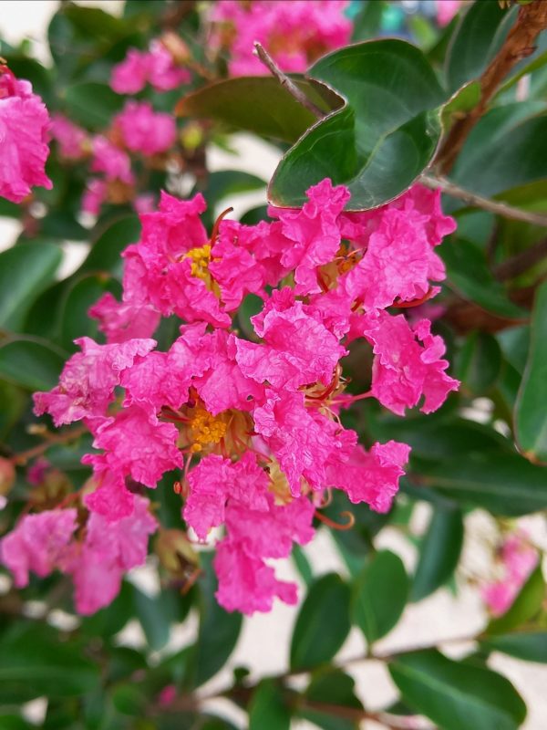 Lagerstroemia ind. Rose Indien C130
