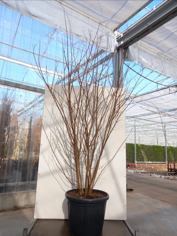 Lagerstroemia Tuscarora C80 – Image 3