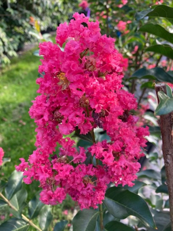 Lagerstroemia Tuscarora C80