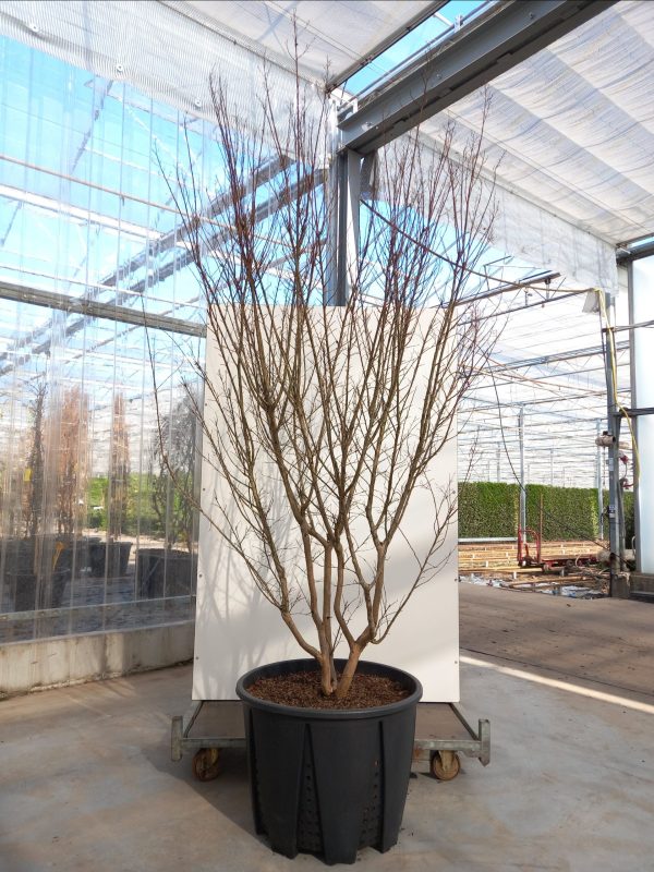 Lagerstroemia ind. Violet d’Été C130 – Image 3