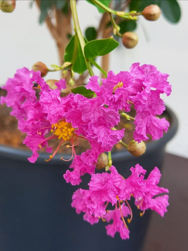 Lagerstroemia ind. Violet d’Été C130