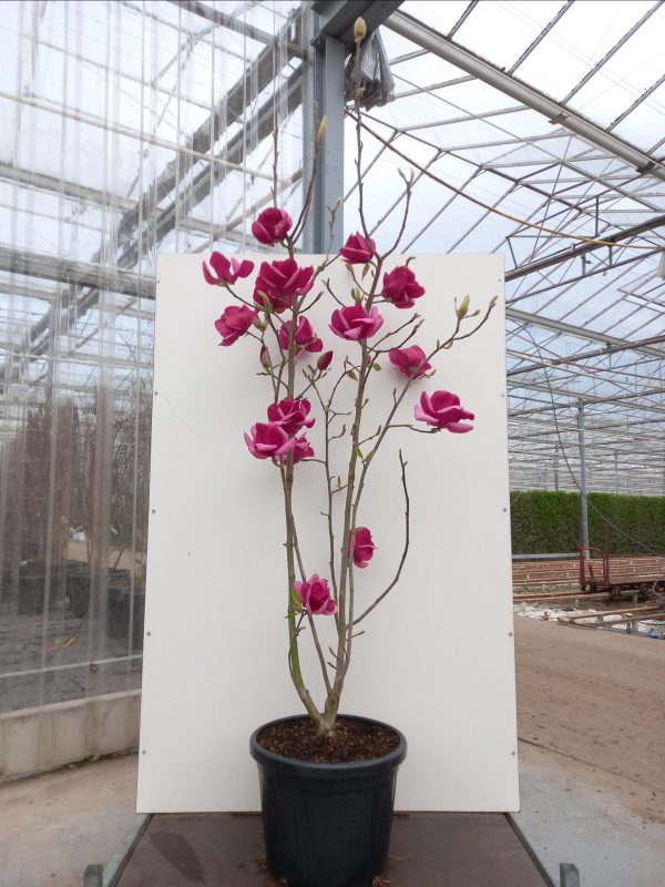 Magnolia Emperor® C50 – Image 3