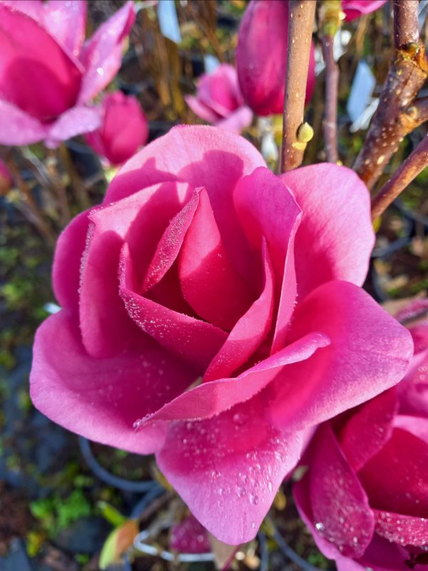 Magnolia Emperor® C50