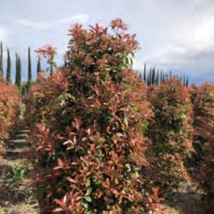 PHOTINIA RED ROBIN POT 1M50