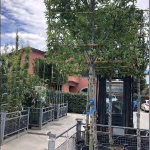 CHARME CARPINUS EN ESPALIER AVEC TIGE 2M50