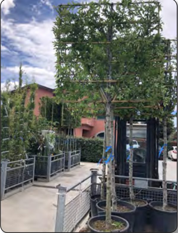 CHARME CARPINUS EN ESPALIER AVEC TIGE 2M50