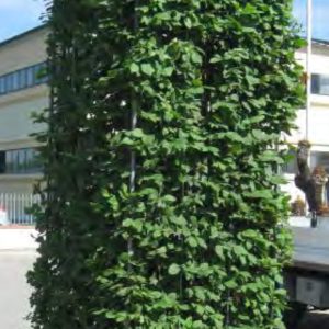 CHARME CARPINUS