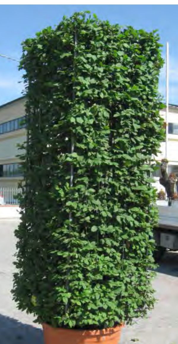 CHARME CARPINUS