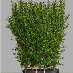 LIGUSTRUM