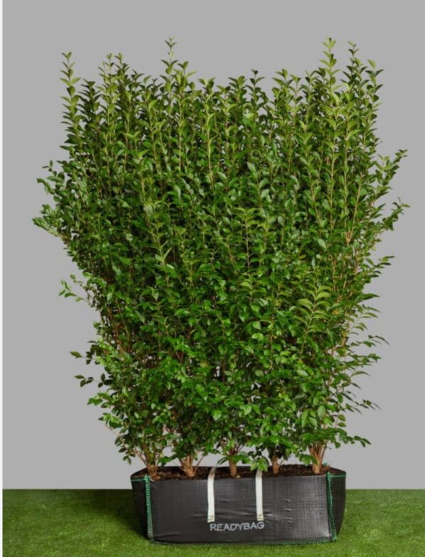 LIGUSTRUM
