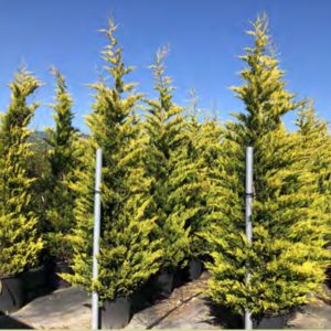 CUPRESSUS LEYLANDI GOLD RIDER