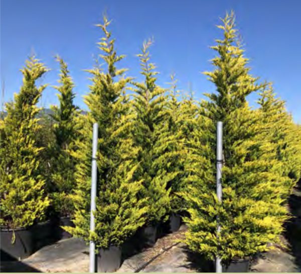 CUPRESSUS LEYLANDI GOLD RIDER