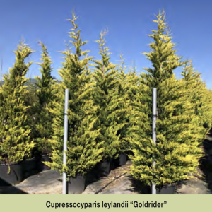 CUPRESSUS LEYLANDI GOLD RIDER 2M50