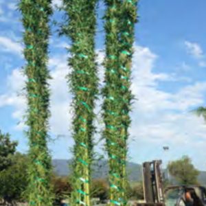 BAMBU PHYLOST AUREA