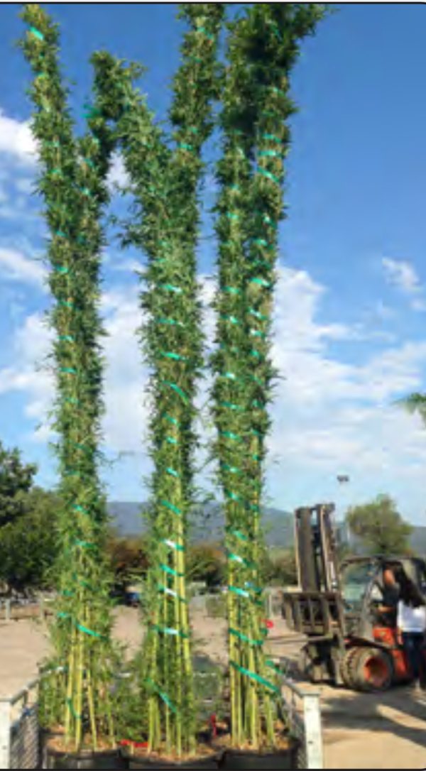 BAMBU PHYLOST AUREA