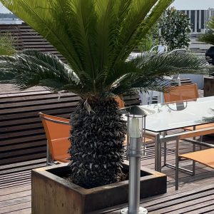 CYCAS REVOLUTA TRONC
