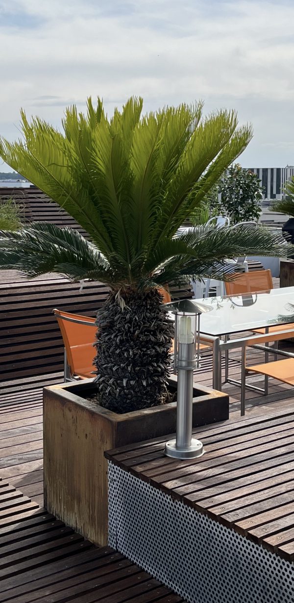 CYCAS REVOLUTA TRONC