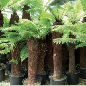 DICKSONIA ANTARCTICA TRONC