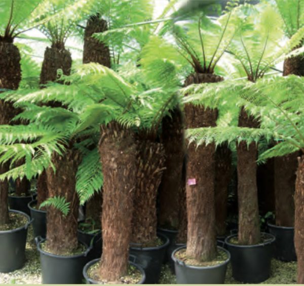 DICKSONIA ANTARCTICA TRONC