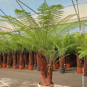 CHAMAEROPS TRONC
