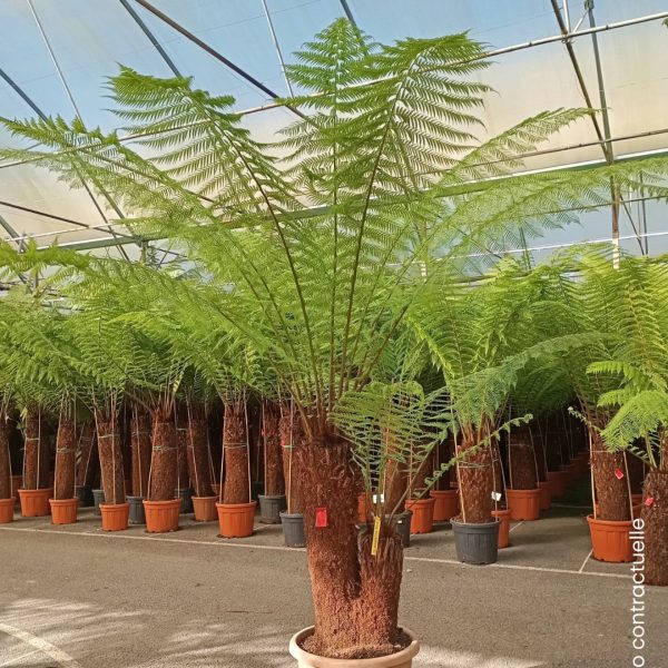 CHAMAEROPS TRONC