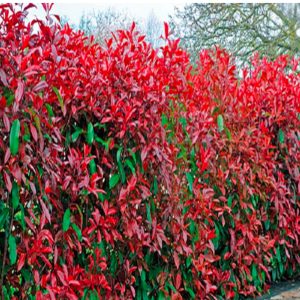 PHOTINIA RED ROBIN POT 2M00