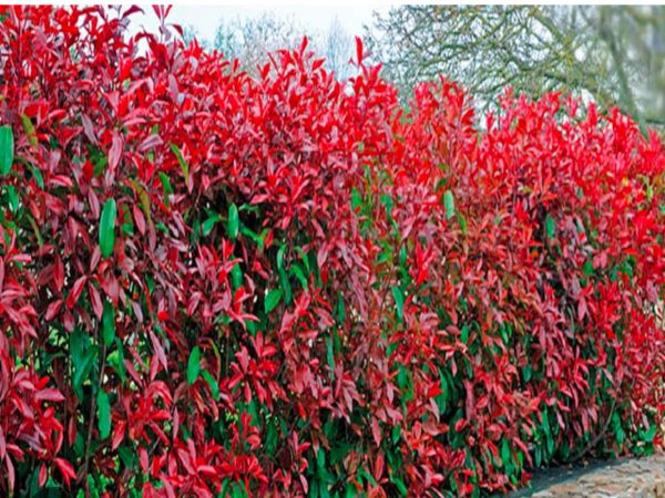PHOTINIA RED ROBIN POT 2M00