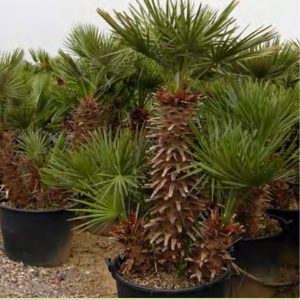 CHAMAEROPS HUMILIS TRONC 2M00