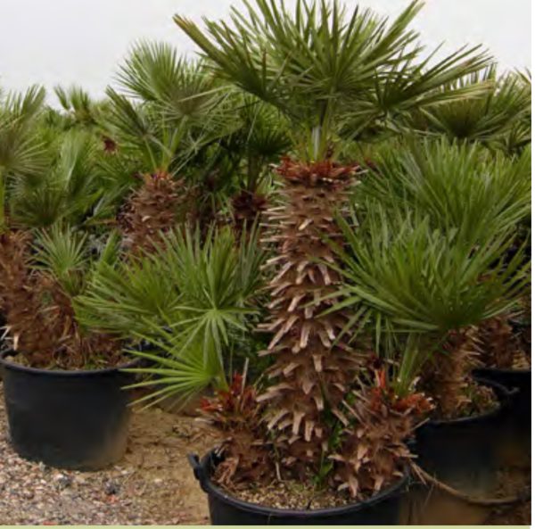 CHAMAEROPS HUMILIS TRONC 2M00