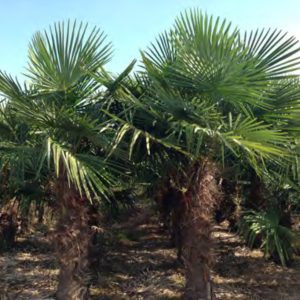 TRACHYCARPUS FORTUNEI