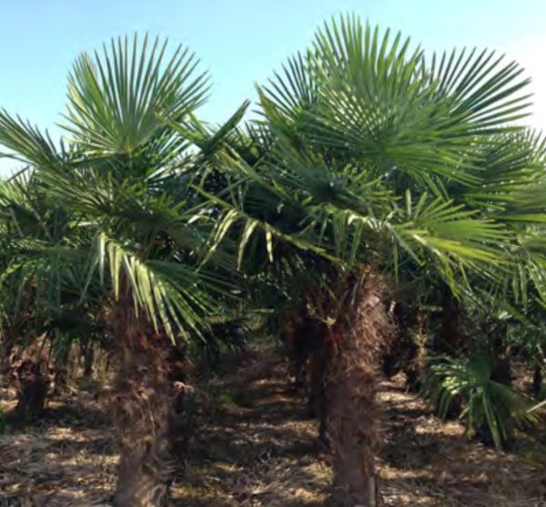 TRACHYCARPUS FORTUNEI