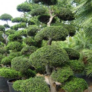 BONSAI ILEX CRENATA KIMNEI