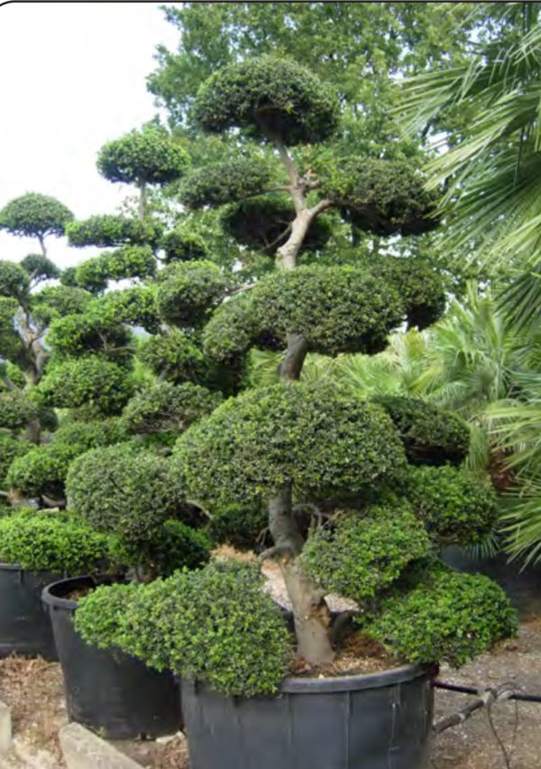 BONSAI ILEX CRENATA KIMNEI