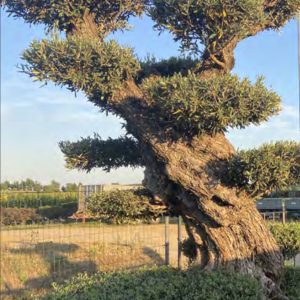 BONSAI OLEA EUROPEA 1M65