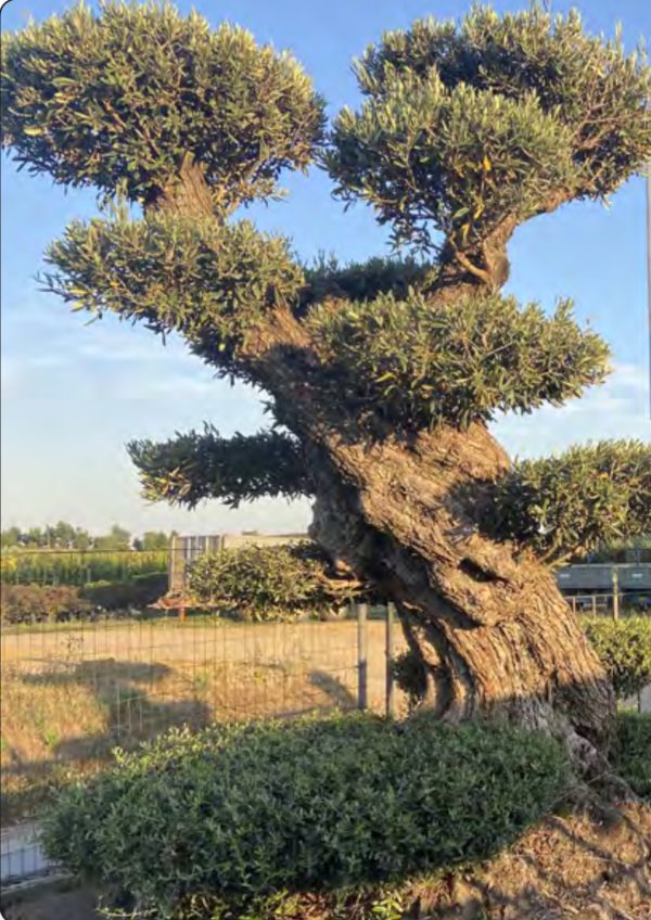 BONSAI OLEA EUROPEA 1M65