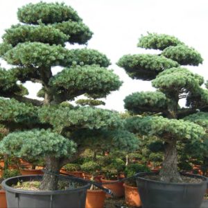 BONSAI PINUS SYLVESTRIS 2M00