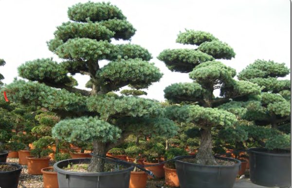 BONSAI PINUS SYLVESTRIS 2M00